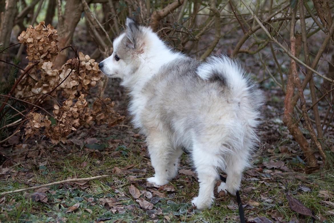 Blanding af racer Nala billede 4