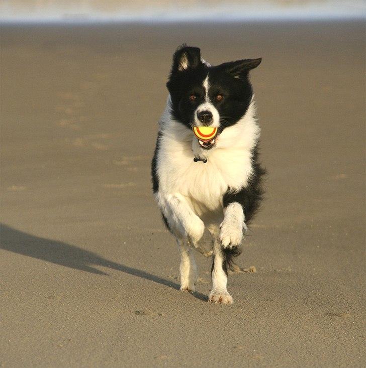 Border collie Matti - "Wrauummmm!" billede 15