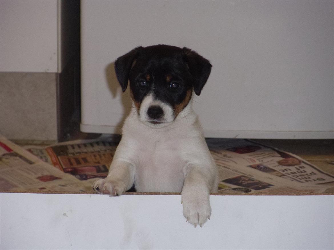 Dansk svensk gaardhund Ronja billede 7