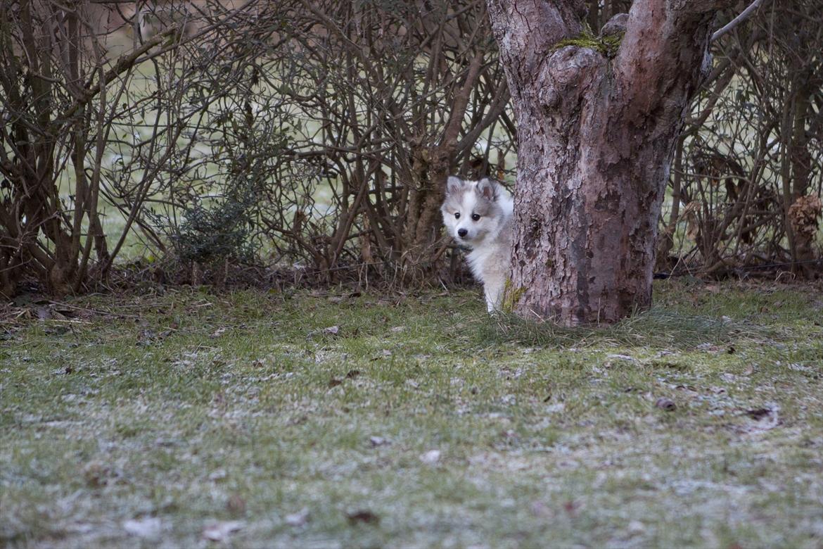 Blanding af racer Nala billede 6