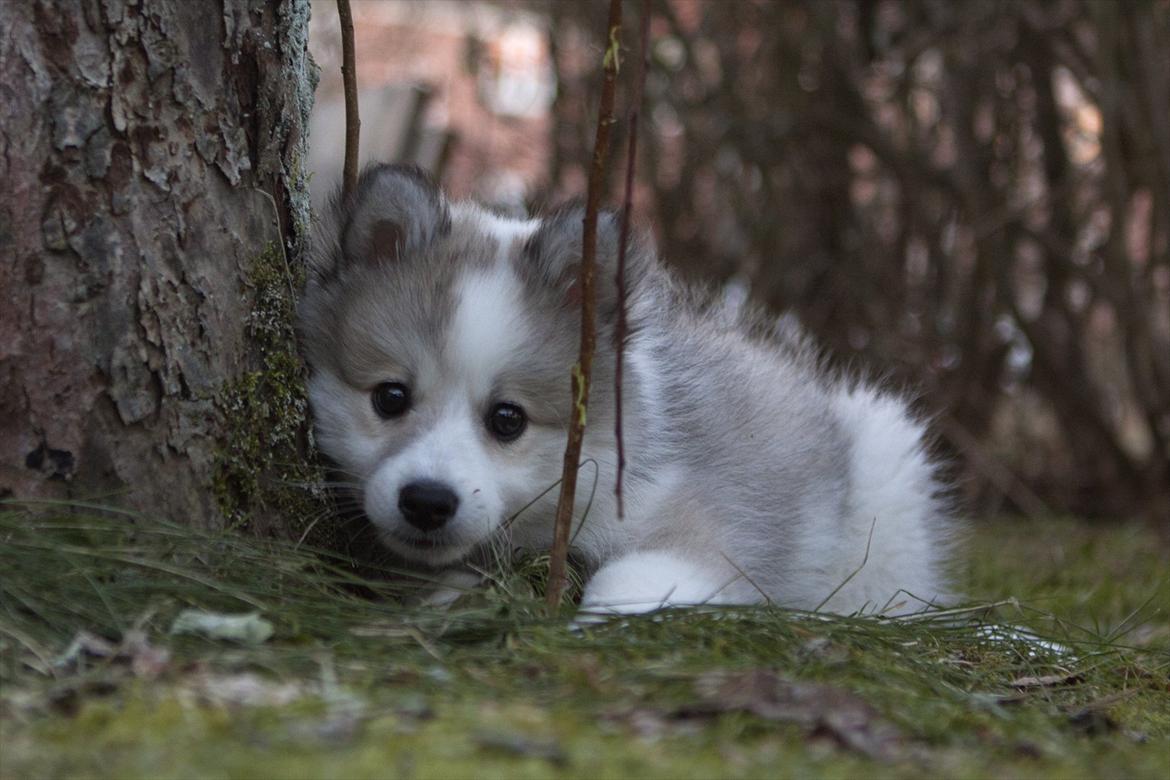 Blanding af racer Nala billede 3