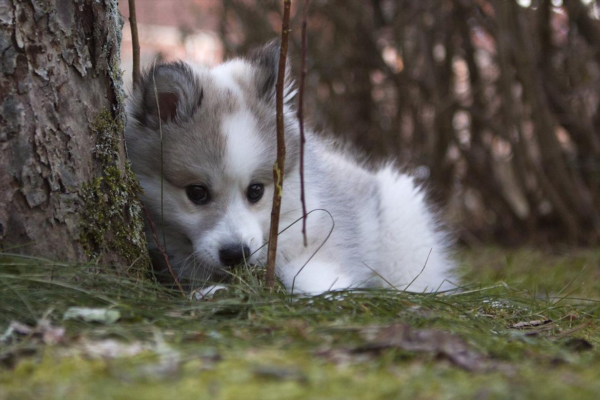 Blanding af racer Nala billede 5