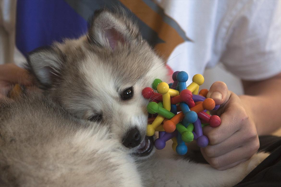 Blanding af racer Nala billede 7