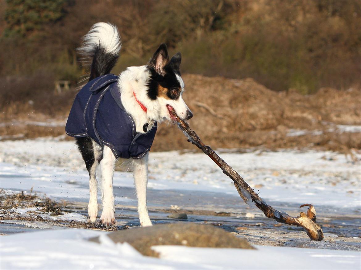 Border collie Tia - 12 år billede 10