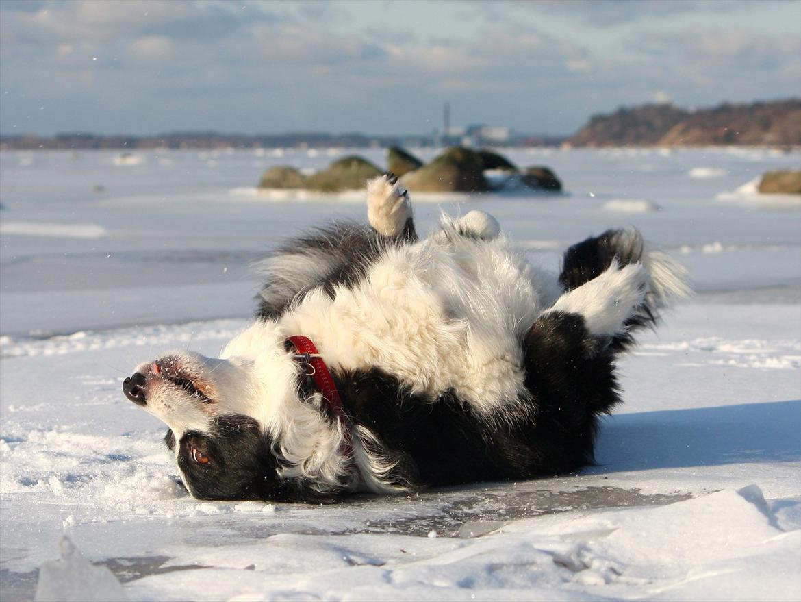 Border collie Daisy - 13 år billede 7