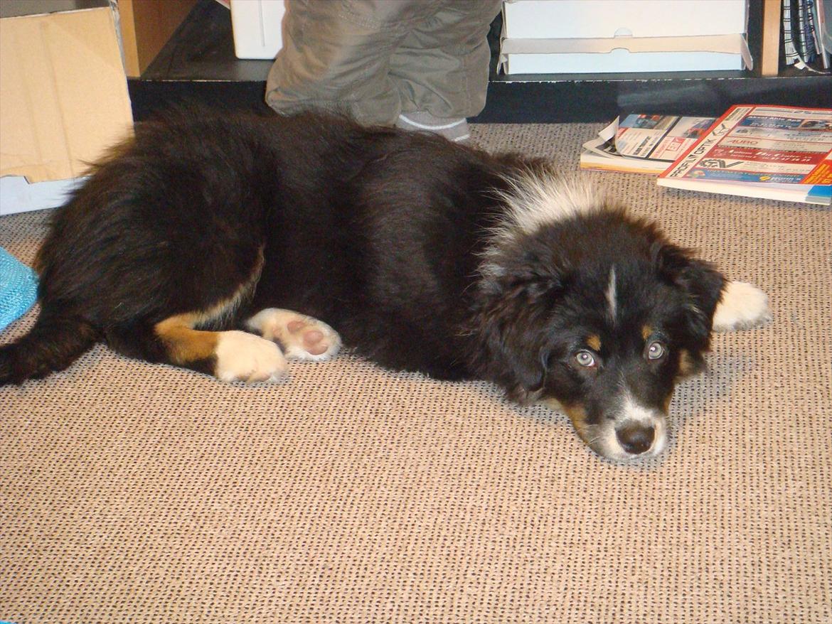 Australian shepherd Godrumgaards Timmy billede 2