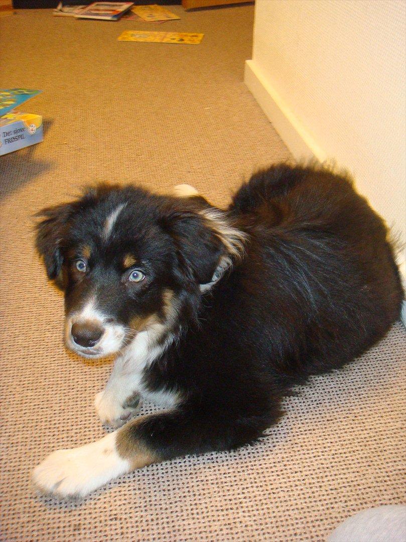 Australian shepherd Godrumgaards Timmy billede 3