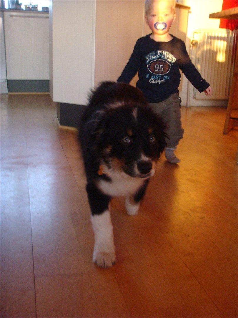 Australian shepherd Godrumgaards Timmy billede 4