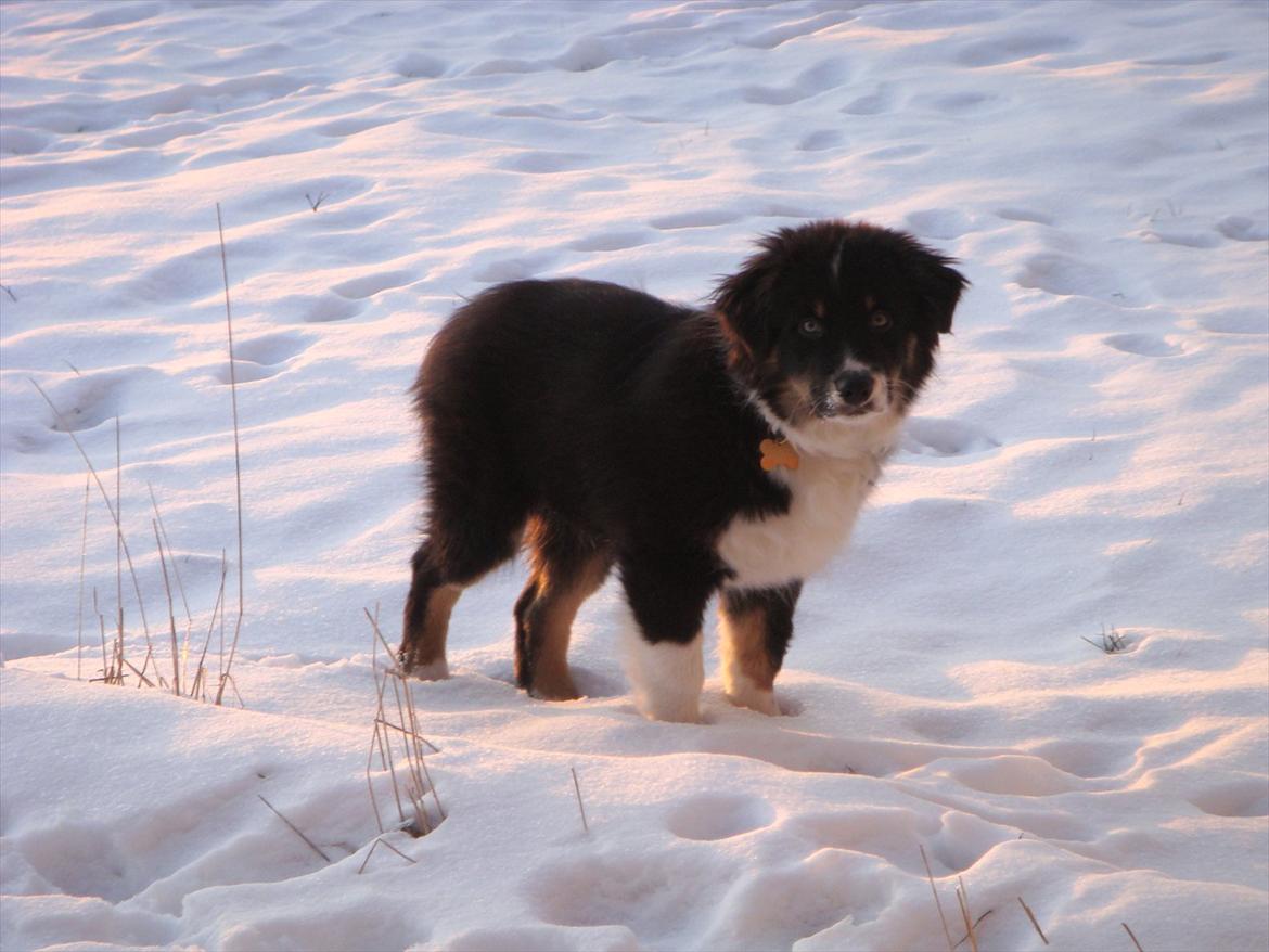 Australian shepherd Godrumgaards Timmy billede 5