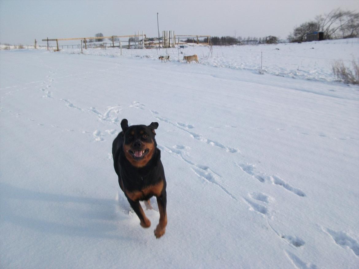 Rottweiler shiva/R.I.P - elsker at hygge i sneen billede 13