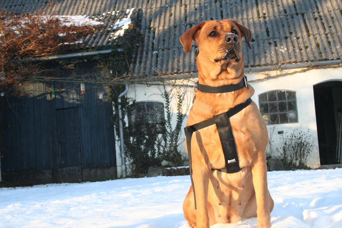 Blanding af racer Akeela billede 2