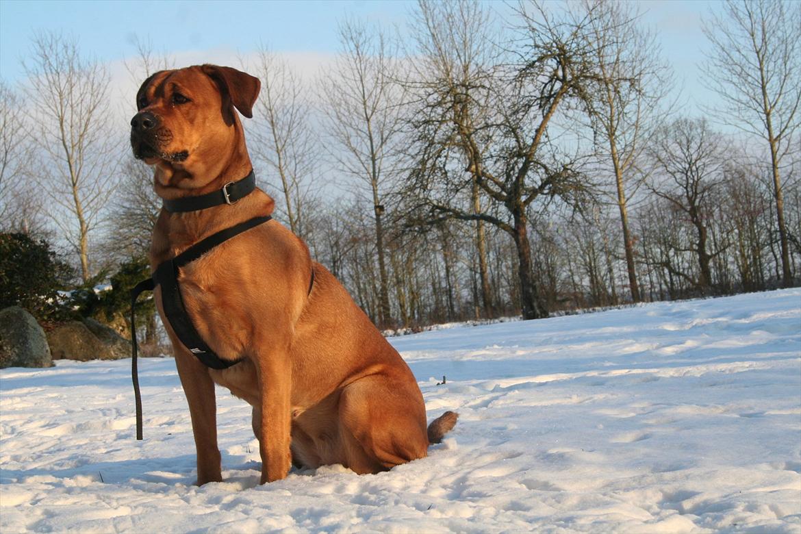 Blanding af racer Akeela billede 9