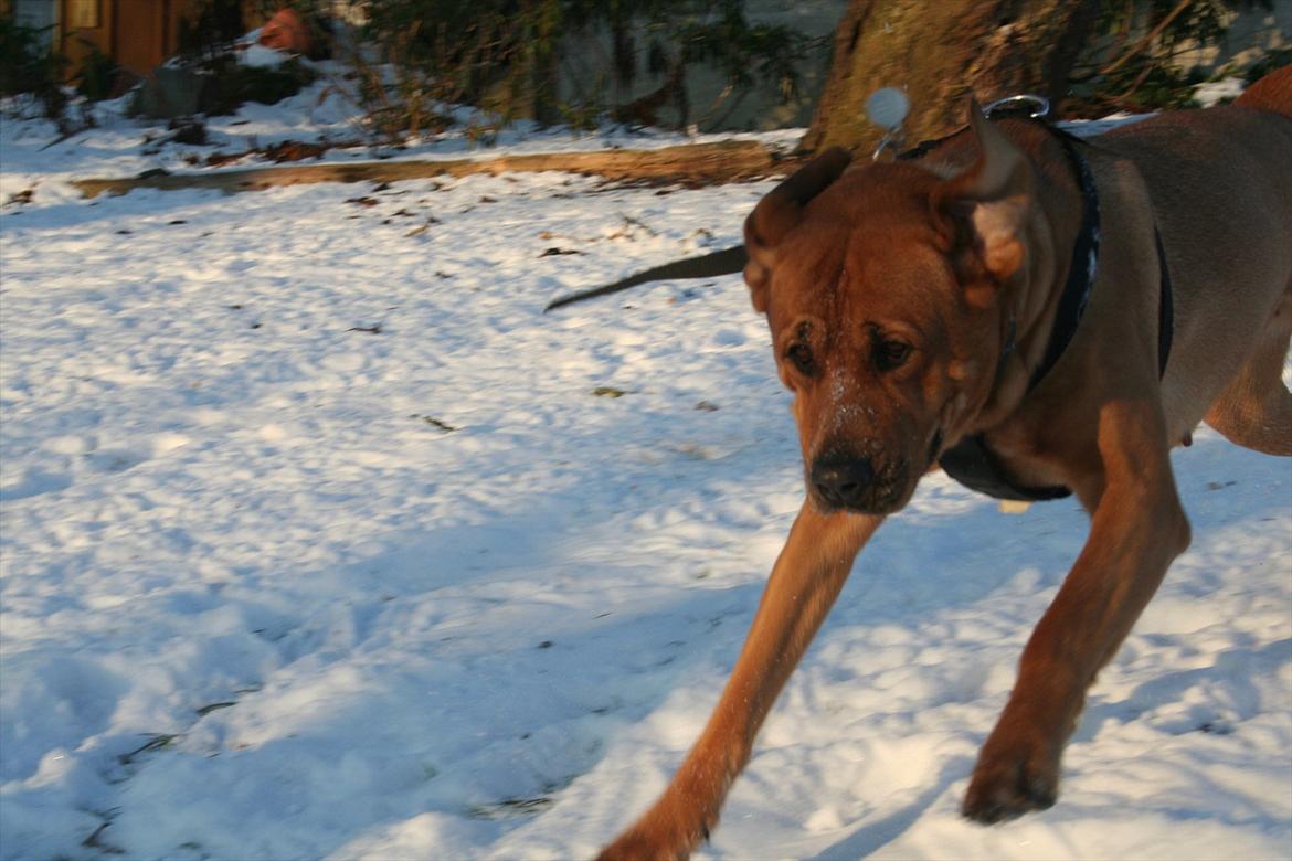 Blanding af racer Akeela - JEG EN LILLE MOTORCYKEL! billede 6
