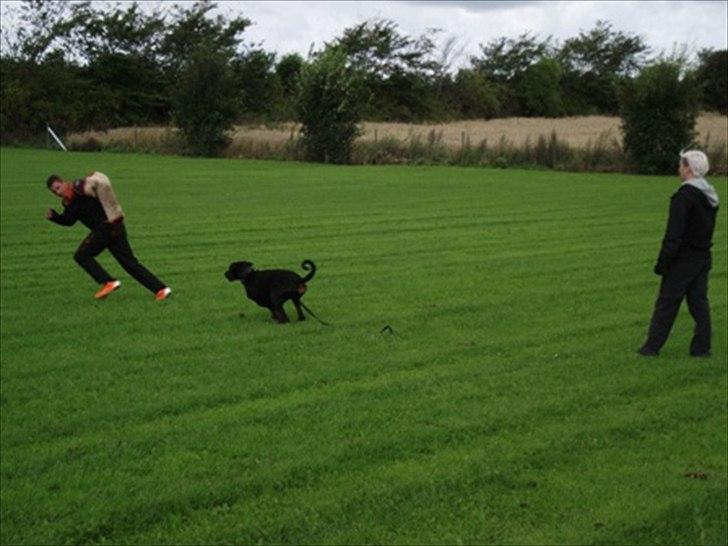 Dobermann Dobergaarden F. Diesel billede 2