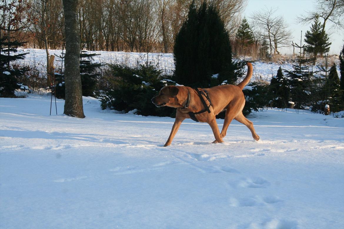 Blanding af racer Akeela billede 4