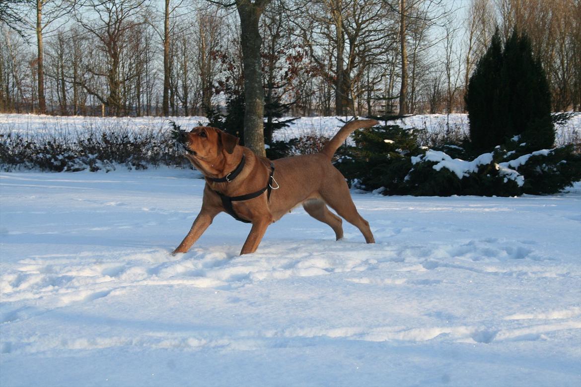 Blanding af racer Akeela - Snebolde er det bedste akeela ved :D billede 11