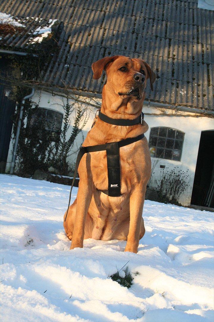 Blanding af racer Akeela billede 10