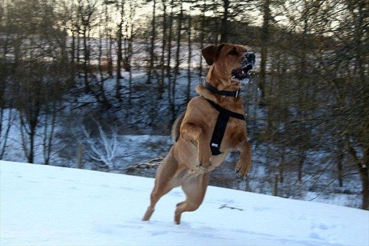 Blanding af racer Akeela (forældres hund) billede 14