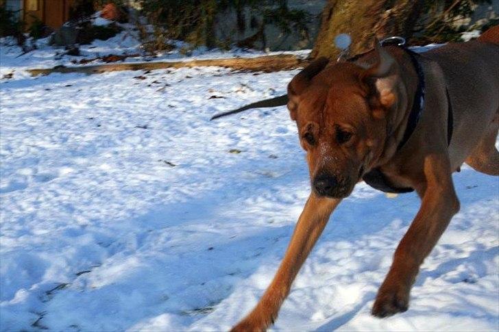 Blanding af racer Akeela (forældres hund) billede 15