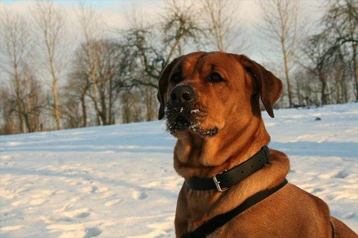 Blanding af racer Akeela (forældres hund) billede 16