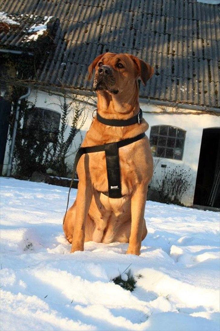 Blanding af racer Akeela (forældres hund) billede 17