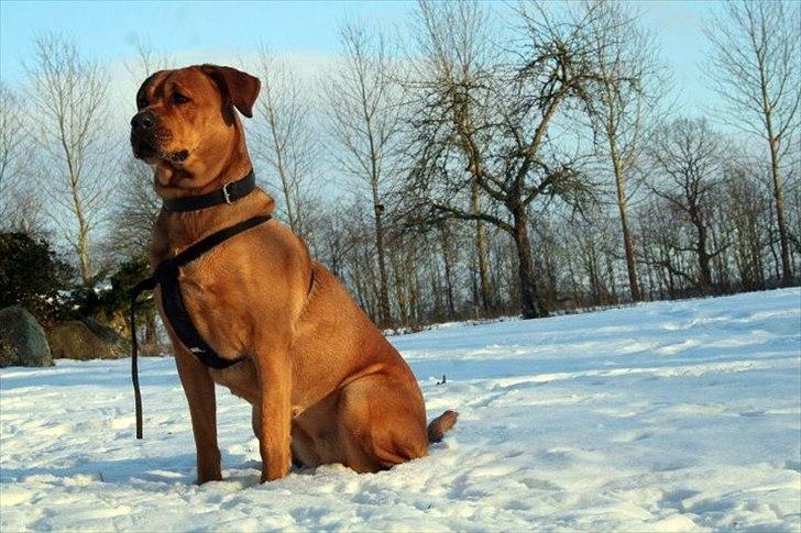 Blanding af racer Akeela (forældres hund) - velkommen til min profil billede 1