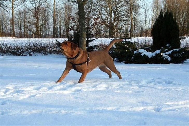 Blanding af racer Akeela (forældres hund) billede 18