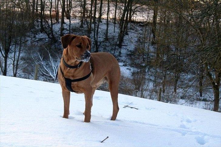 Blanding af racer Akeela (forældres hund) billede 19