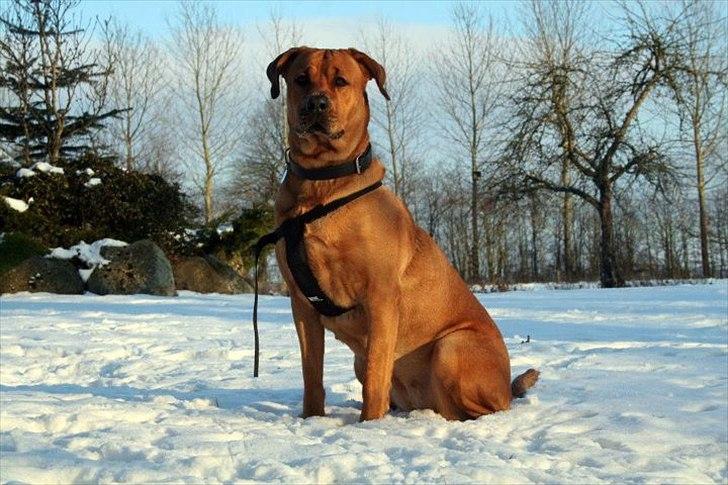 Blanding af racer Akeela (forældres hund) billede 20