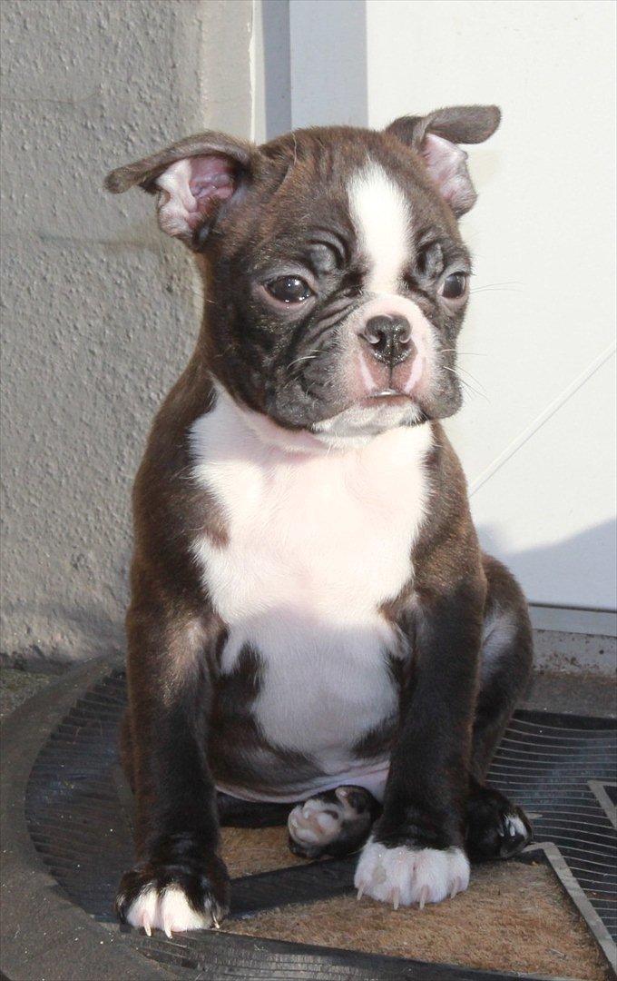 Boston terrier Milo - Åhh nu tager de billeder igen..;) billede 2