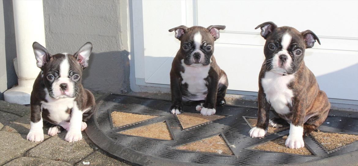 Boston terrier Milo - Milo's søskennde..:) Fie til venstre, Milo i midten, og Cody til højre..:) billede 3