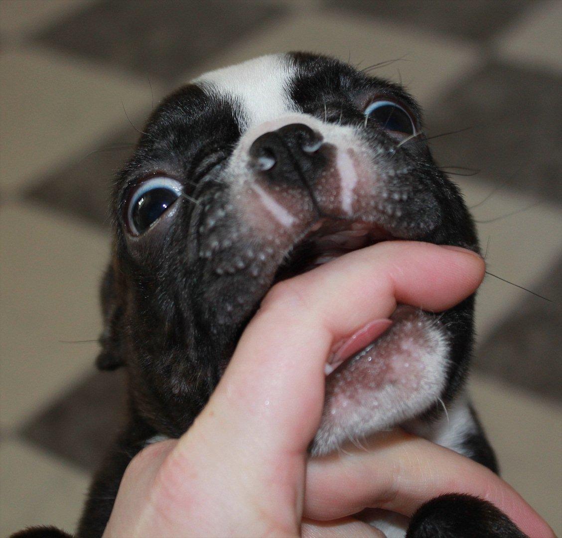 Boston terrier Milo - Arr mine tænder de klør..:) billede 4