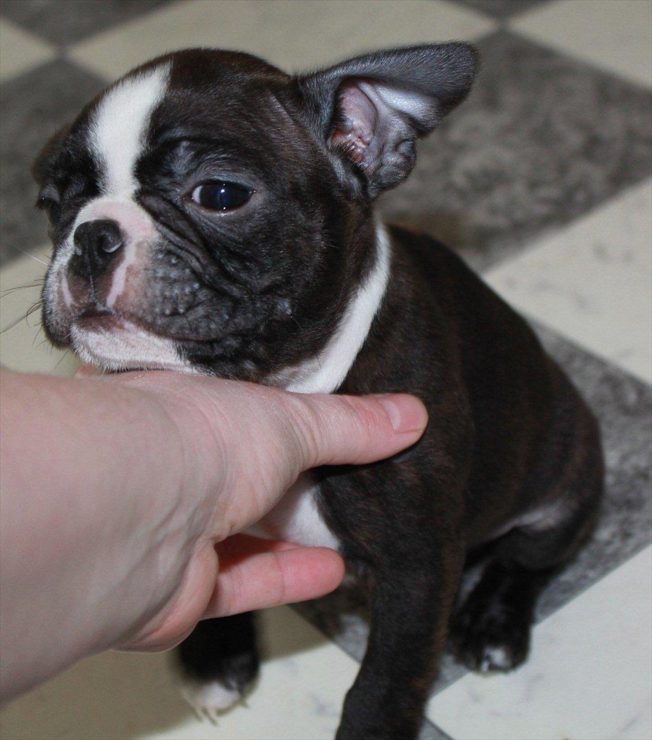 Boston terrier Milo - Vil bare gerne sove..;) billede 5