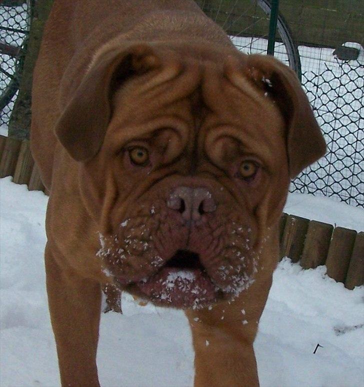 Dogue de bordeaux Ronja - 2-2-12 billede 3