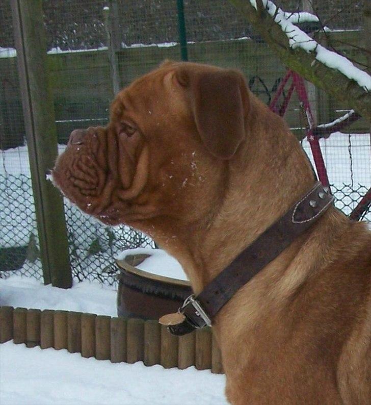 Dogue de bordeaux Ronja - 2-2-12 billede 4