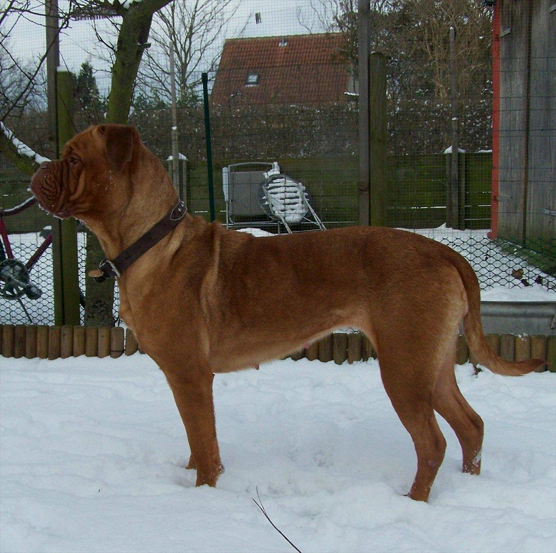 Dogue de bordeaux Ronja - 2-2-12 billede 2