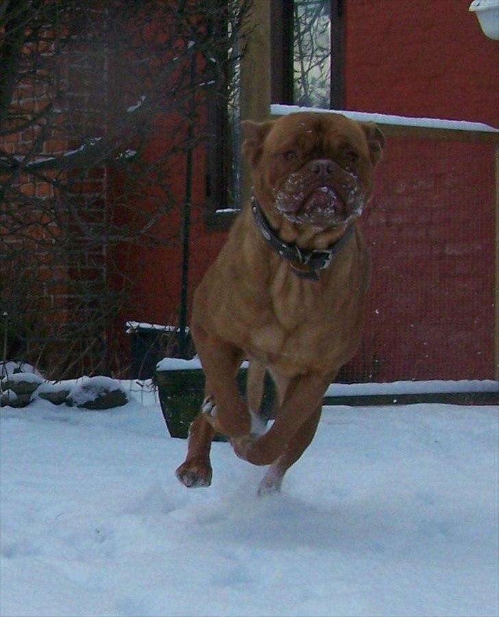Dogue de bordeaux Ronja - 2-2-12 billede 5