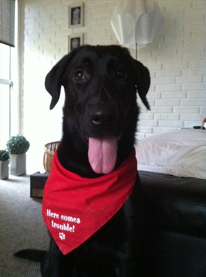 Blanding af racer | Buster - 6 måneder gammel :-)  billede 11