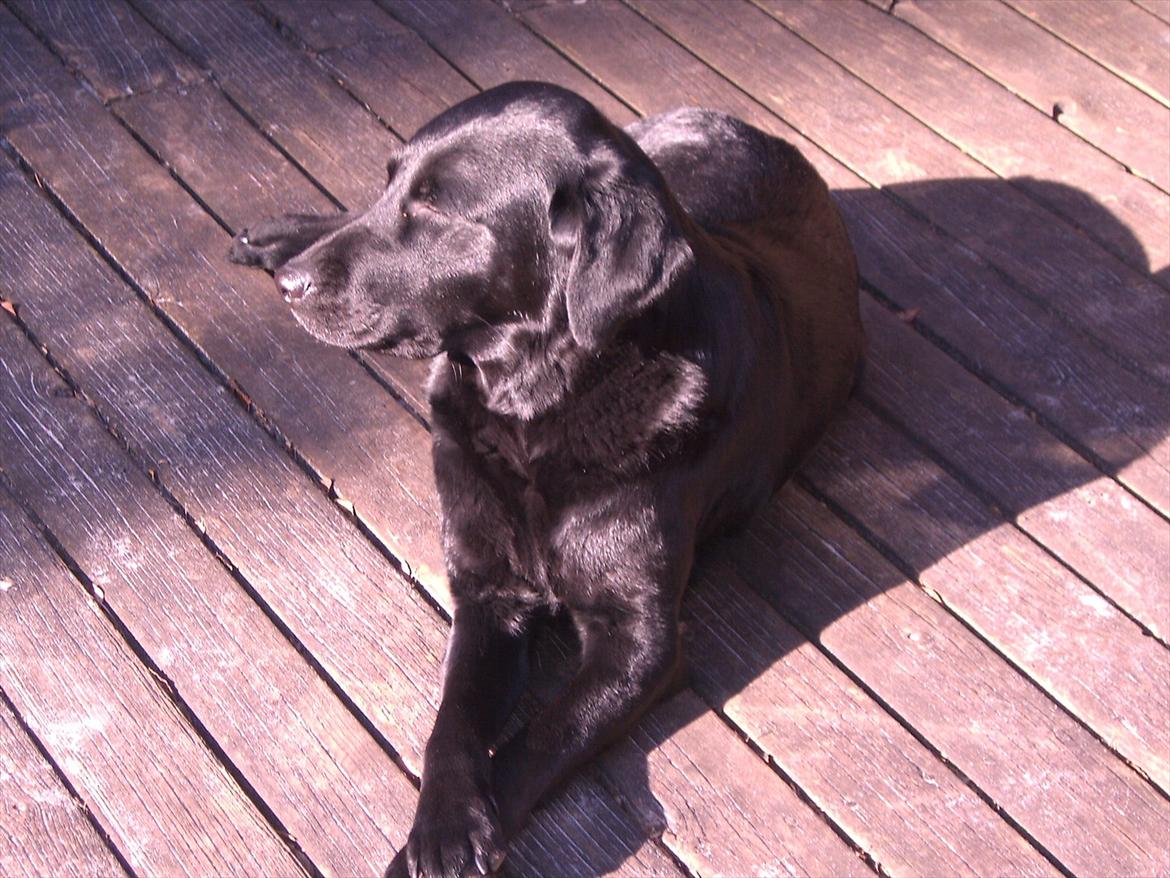 Labrador retriever Tøsen - Tøsen på Bornholm 2005 billede 1