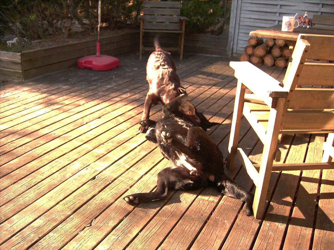 Labrador retriever Tøsen - Tøsen og Choko. Bornholm 2005 billede 3