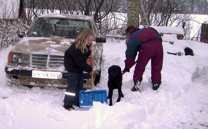 Labrador retriever Tøsen - Tøsen hjælper med at fjerne sne fra "Guld bilen" billede 4