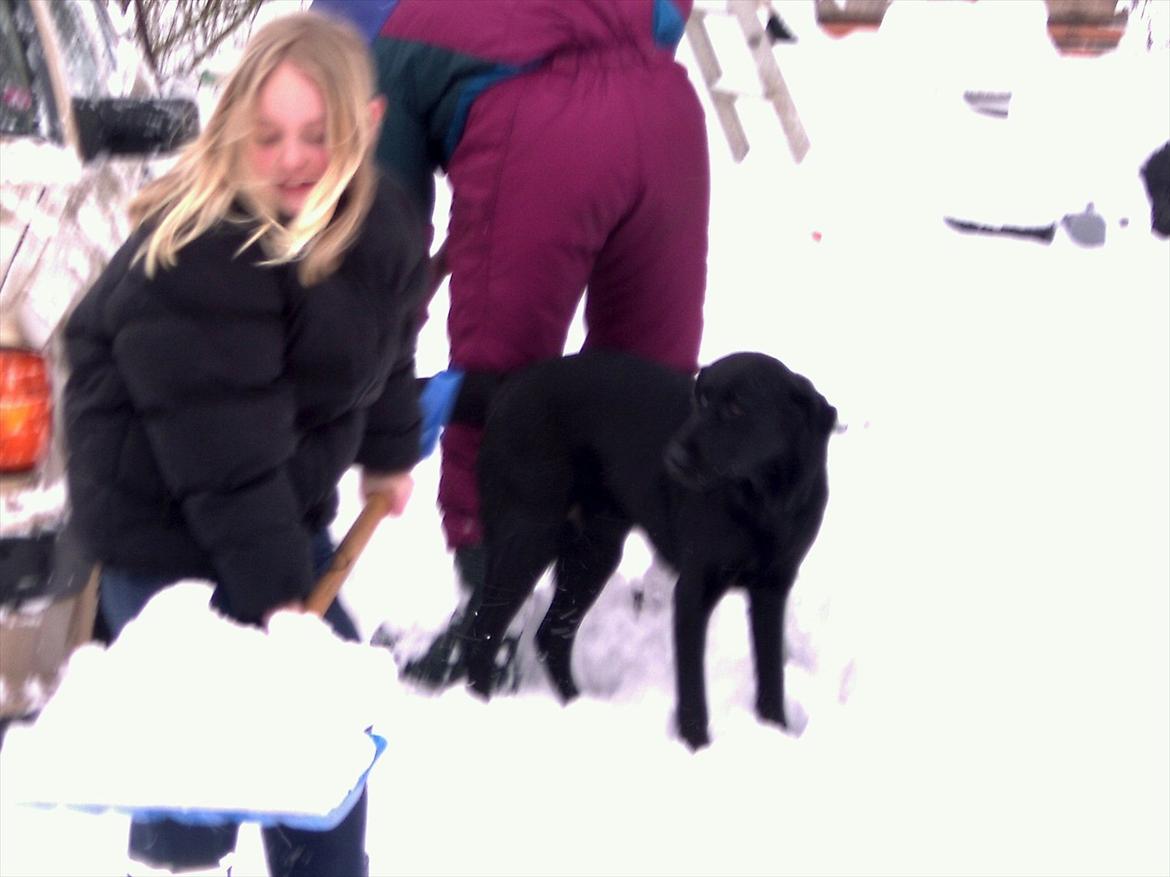 Labrador retriever Tøsen - Tøsen  billede 5