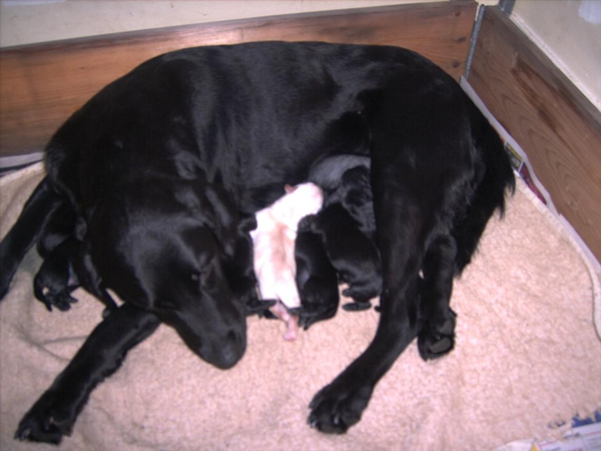 Labrador retriever Tøsen - Tøsen da hun havde fået hvalpe. Hjemme hos os. 2006 billede 6