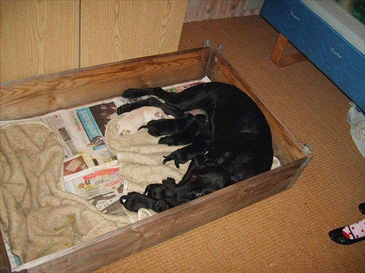 Labrador retriever Tøsen - Så kom hvalpene også en tur på Bornholm 19/12 -2006 billede 7