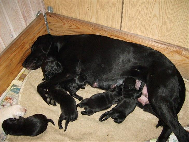 Labrador retriever Tøsen - Tøsen og hvalpene.
Bornholm 19/12 - 2006 billede 8