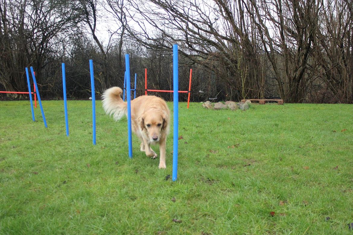 Golden retriever Luffe - Slalom!:D billede 18