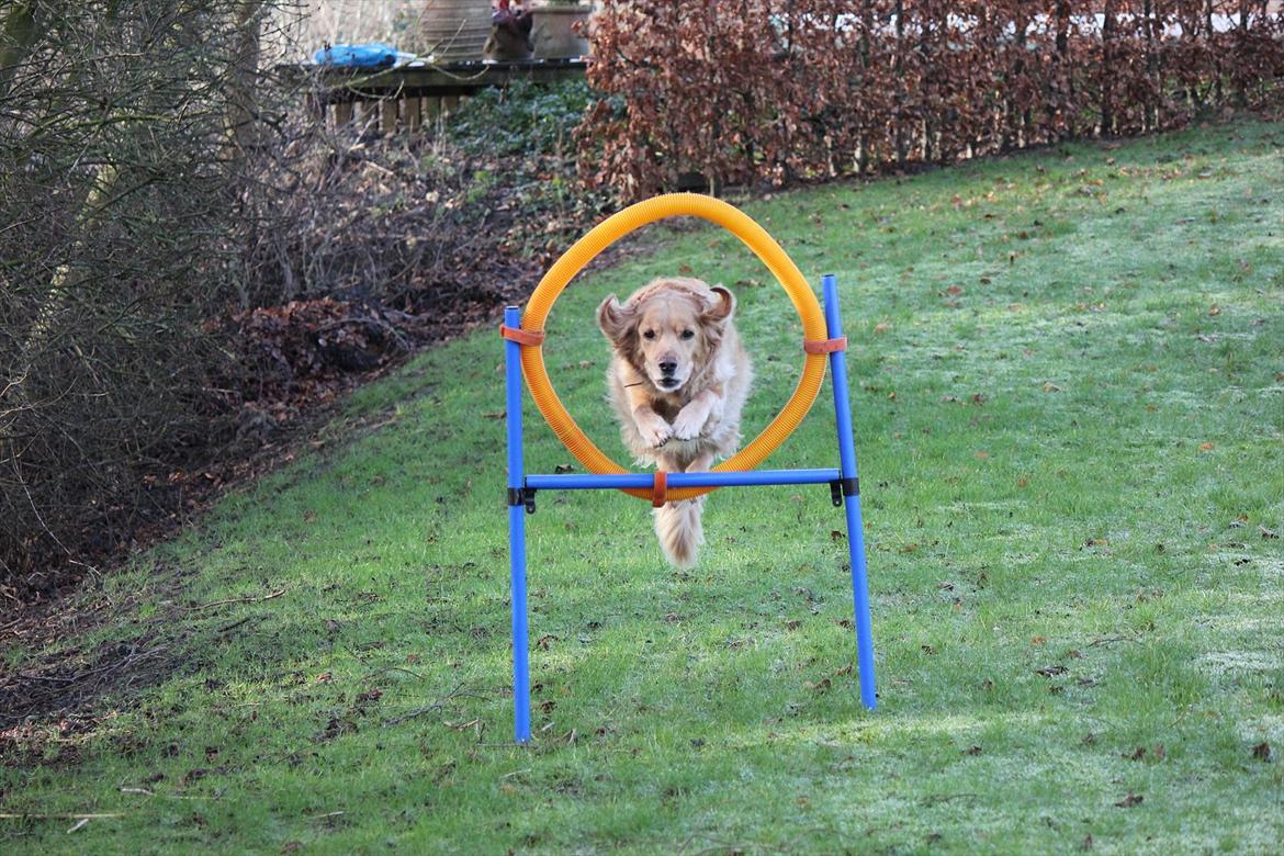 Golden retriever Luffe - Hjul:) billede 19