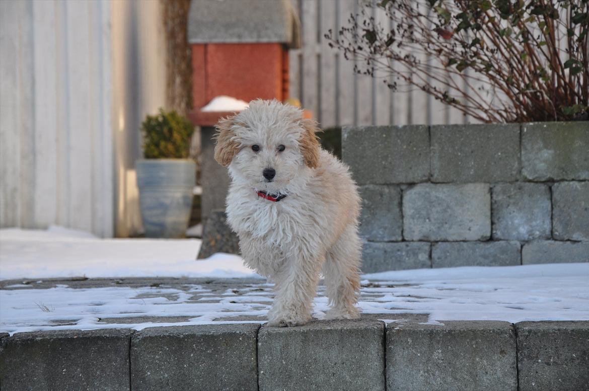 Dværgpuddel Bella - Velkommen til Bella's profil :-) billede 1