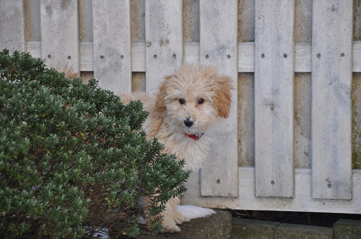 Dværgpuddel Bella - <3 billede 16