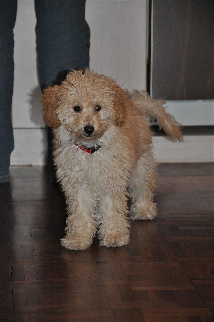 Dværgpuddel Bella - Bella, 15 uger :-) billede 13